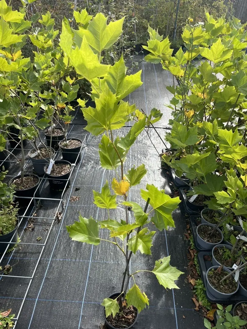 London Plane - Platanus x hispanica