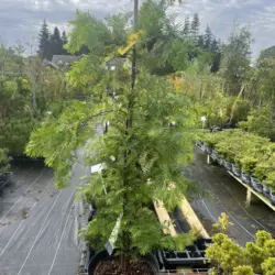 Metasequoia glyptostroboides - Dawn Redwood 'Snow Flurry