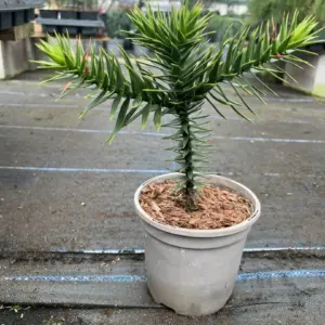 Monkey Puzzle Tree - Araucaria araucana