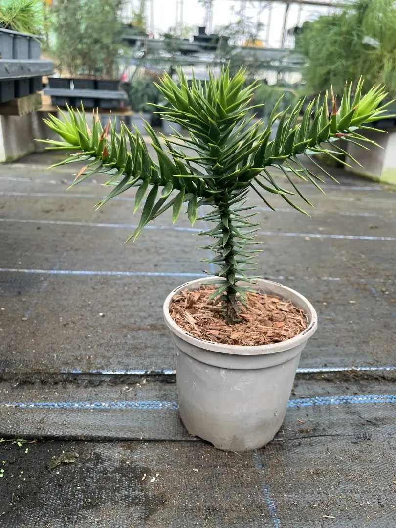 Monkey Puzzle Tree - Araucaria araucana
