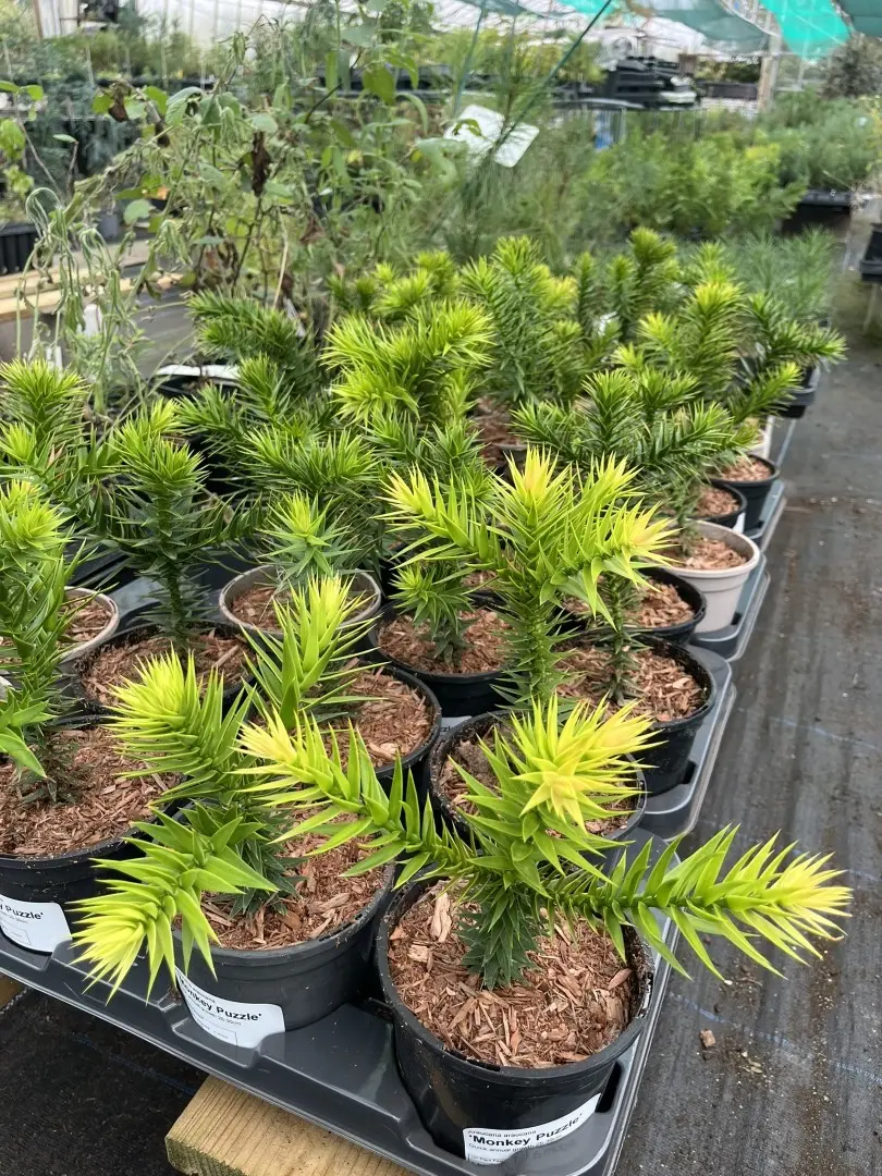 Monkey Puzzle Tree - Araucaria araucana