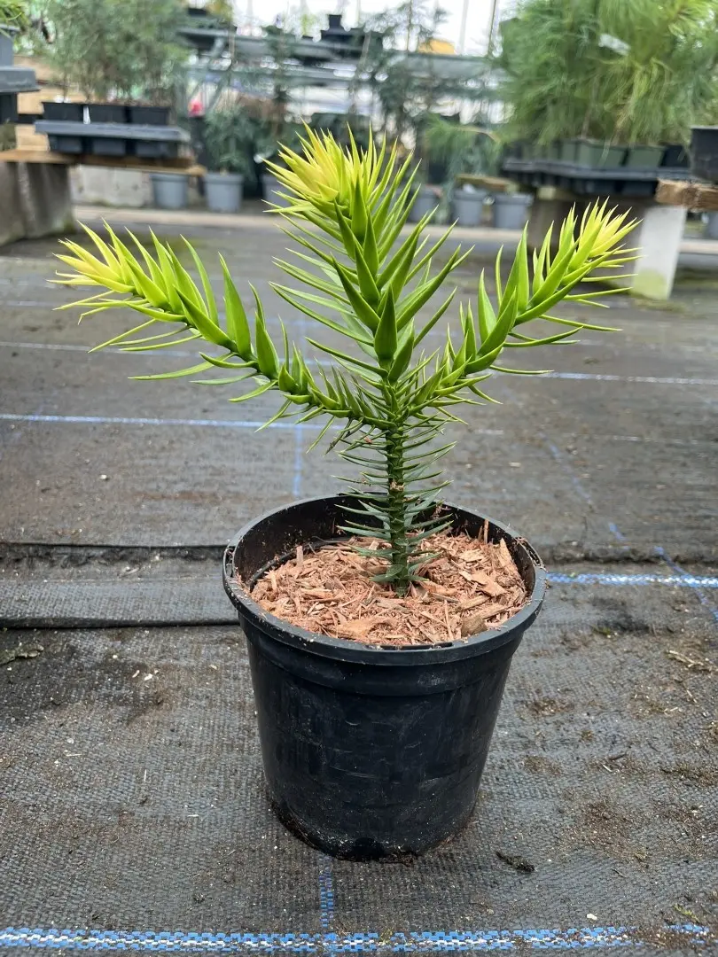 Monkey Puzzle Tree - Araucaria araucana