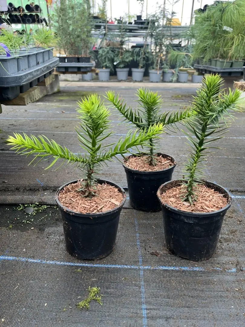 Monkey Puzzle Tree - Araucaria araucana