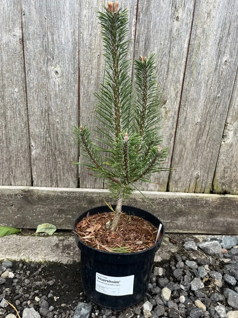 Mountain Pine 'Hoersholm' - Pinus mugo