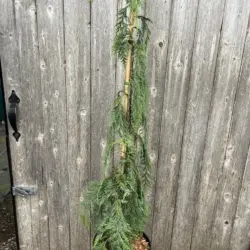 Nootka Cypress 'Moonshot' - Chamaecyparis nootkatensis