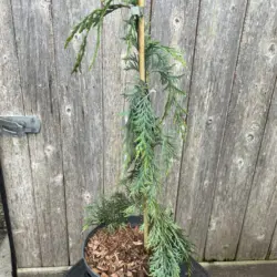 Nootka Cypress 'Moonshot' - Chamaecyparis nootkatensis