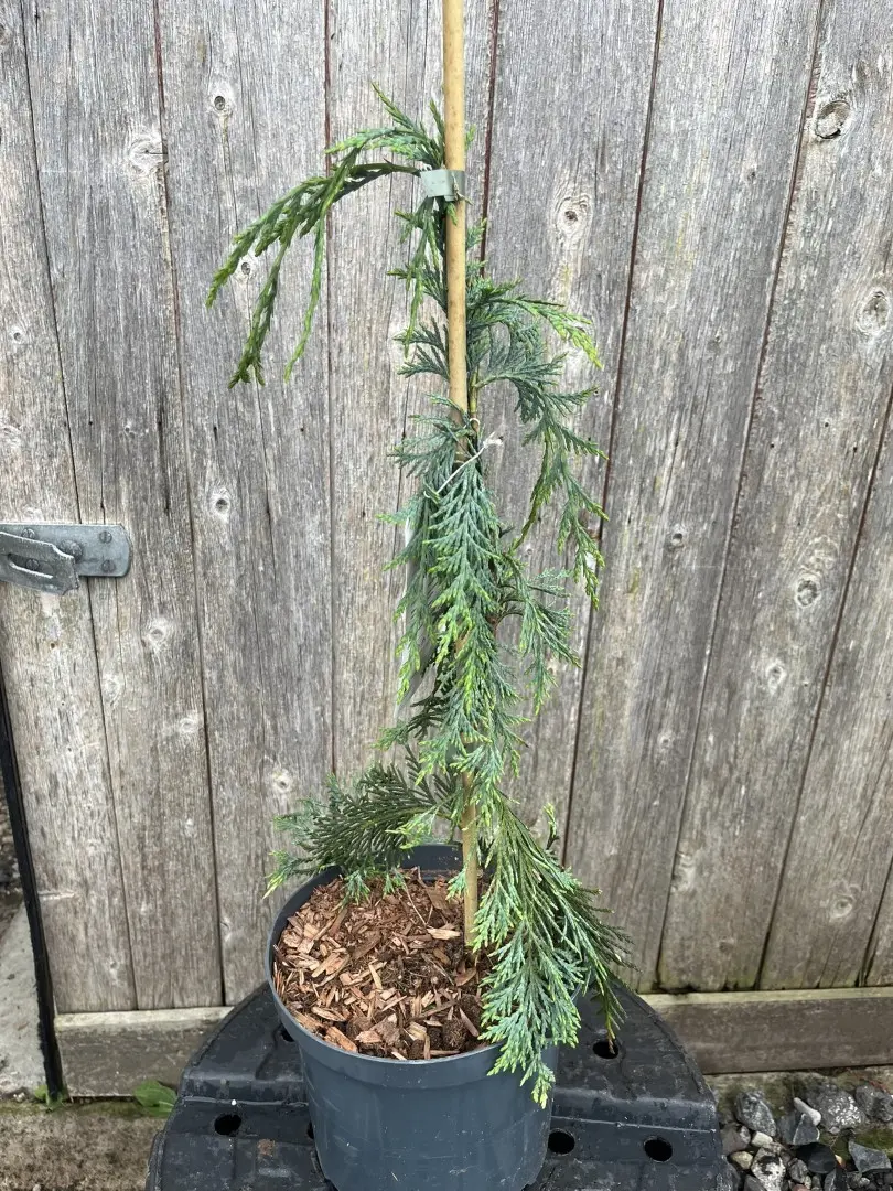 Nootka Cypress 'Moonshot' - Chamaecyparis nootkatensis