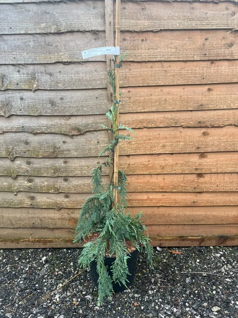 Nootka Cypress Strict Weeper - Cupressus nootkatensis