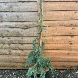 Nootka Cypress Strict Weeper - Cupressus nootkatensis