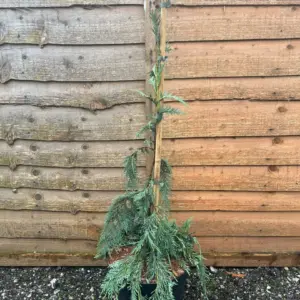 Nootka Cypress Strict Weeper - Cupressus nootkatensis