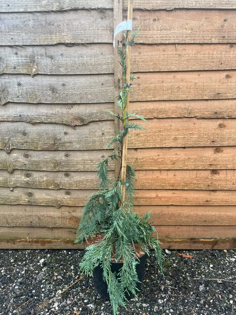 Nootka Cypress Strict Weeper - Cupressus nootkatensis