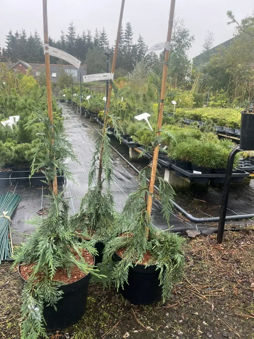 Nootka Cypress Strict Weeper - Cupressus nootkatensis