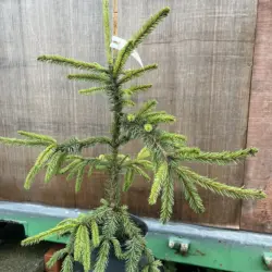 Picea abies - Norway Spruce 'Inversa Pendula'