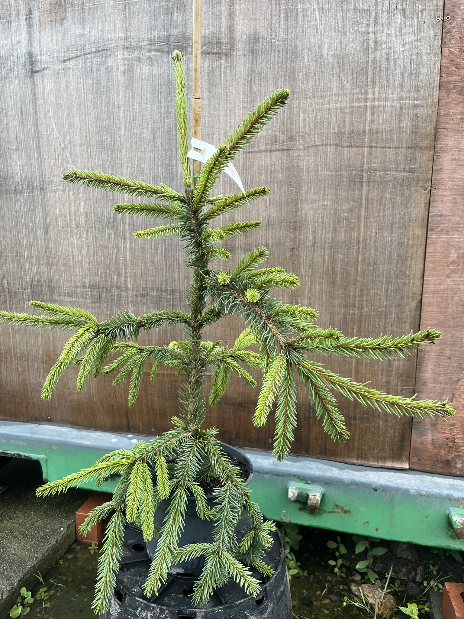 Norway Spruce 'Inversa Pendula' 60/80cm (3L) | Weeping Spruce Tree 20 ...