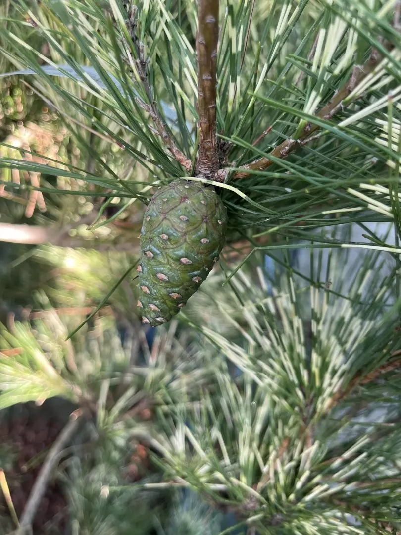 Pinus densiflora 'Oculus-draconis' - Dragon-eye Pine