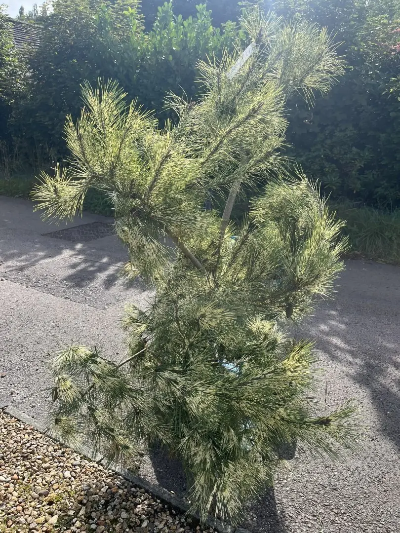 Dragon-eye Pine 'Oculus-draconis' 125/150cm (RB) - Image 3
