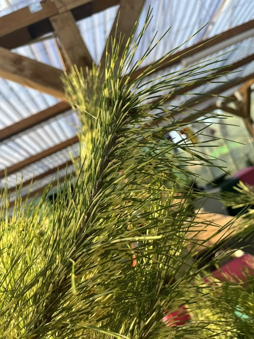 Pinus densiflora 'Oculus-draconis' - Dragon-eye Pine