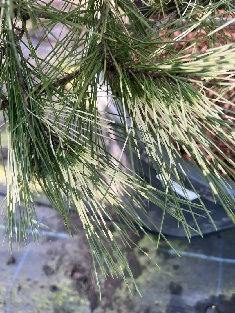 Pinus densiflora 'Oculus-draconis' - Dragon-eye Pine