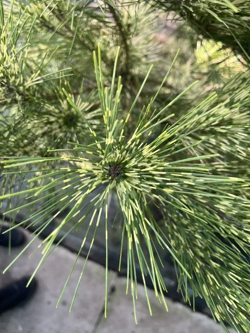 Pinus densiflora 'Oculus-draconis' - Dragon-eye Pine