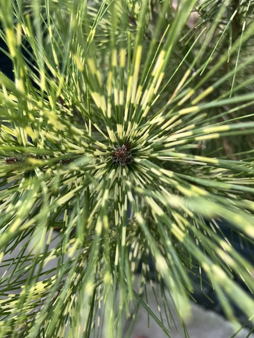 Pinus densiflora 'Oculus-draconis' - Dragon-eye Pine