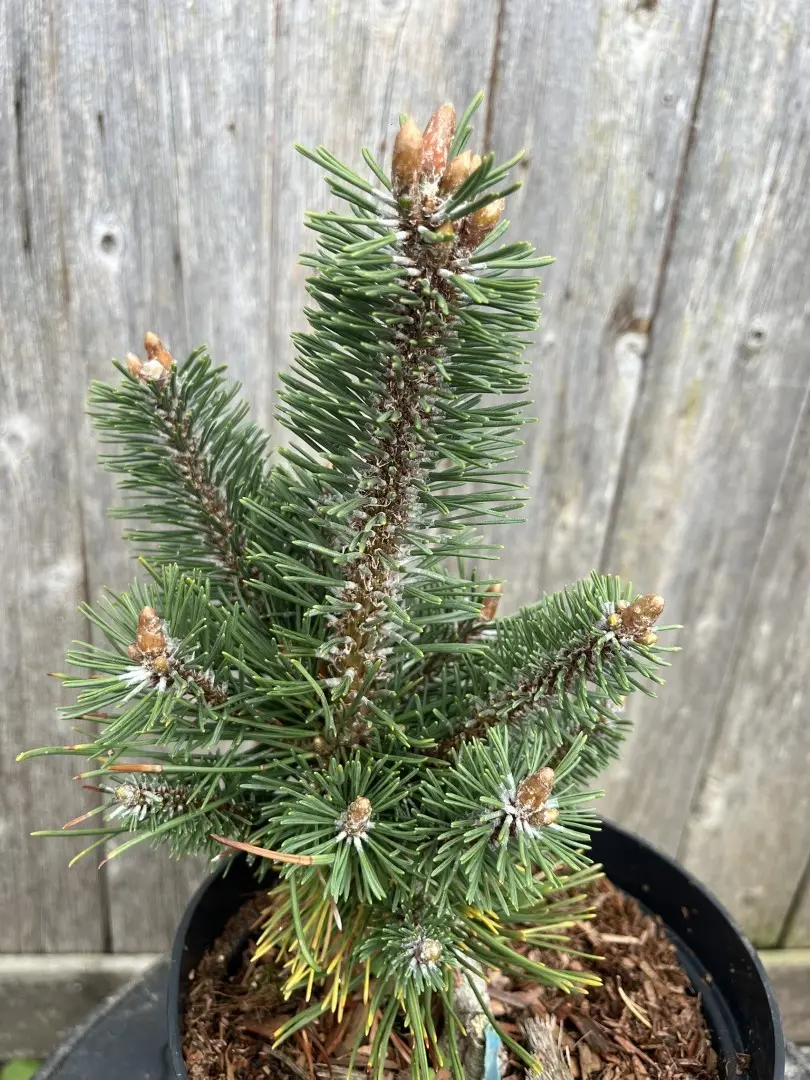 Pinus mugo - Dwarf Mountain 'Colombo'