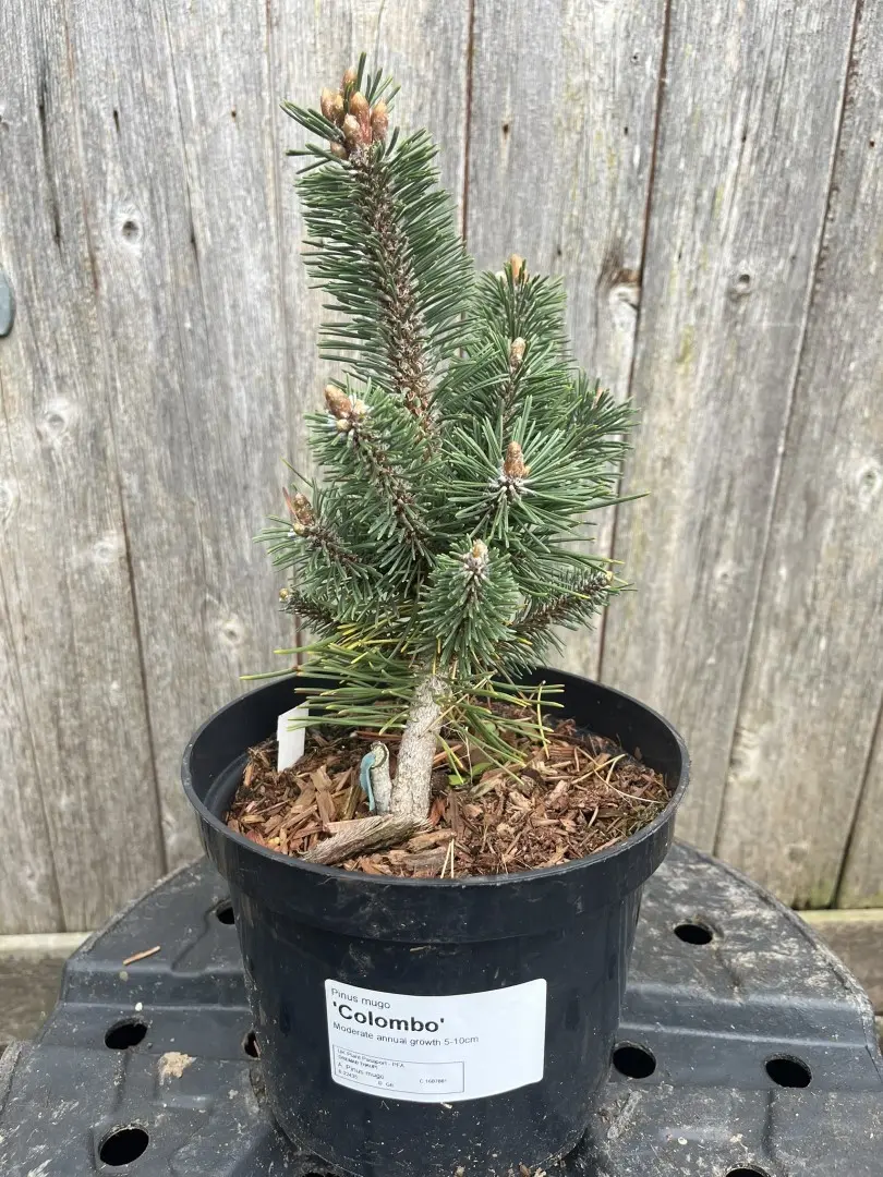 Pinus mugo - Dwarf Mountain 'Colombo'