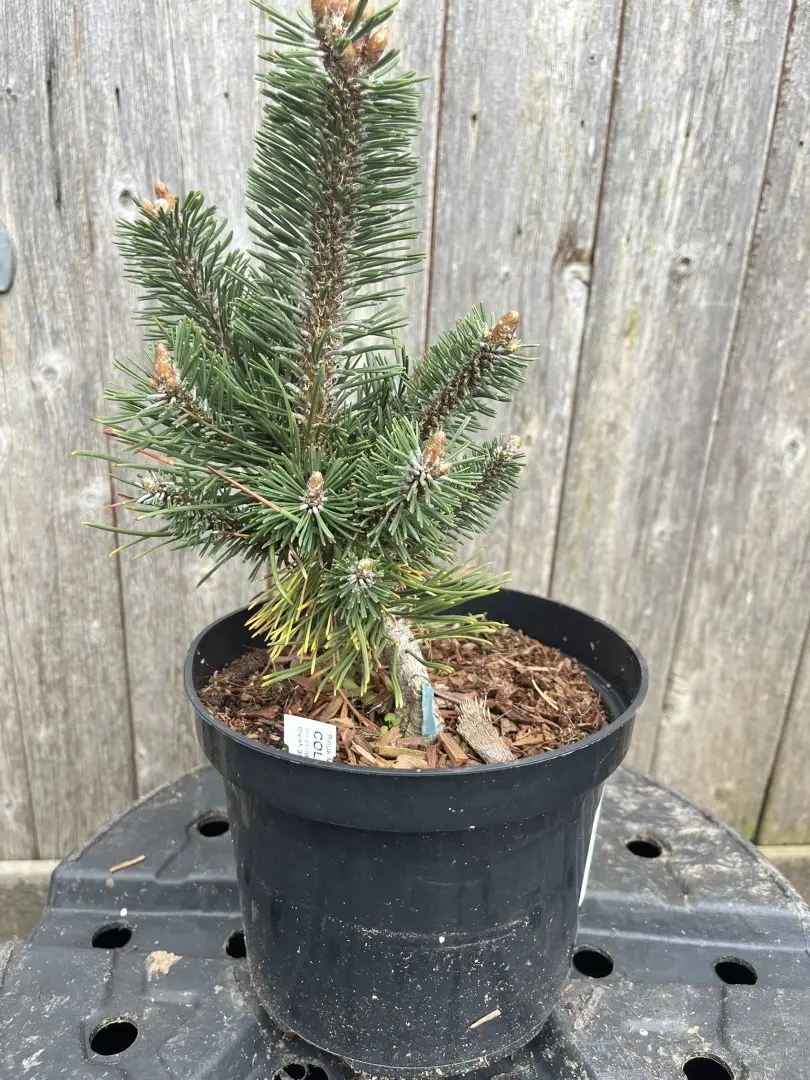 Pinus mugo - Dwarf Mountain 'Colombo'