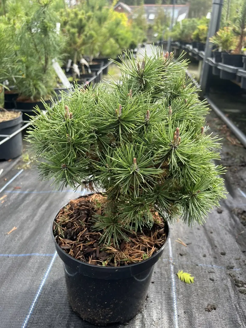 Pinus mugo - Dwarf Mountain Pine 'Mops'