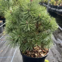 Pinus mugo - Dwarf Mountain Pine 'Mops'
