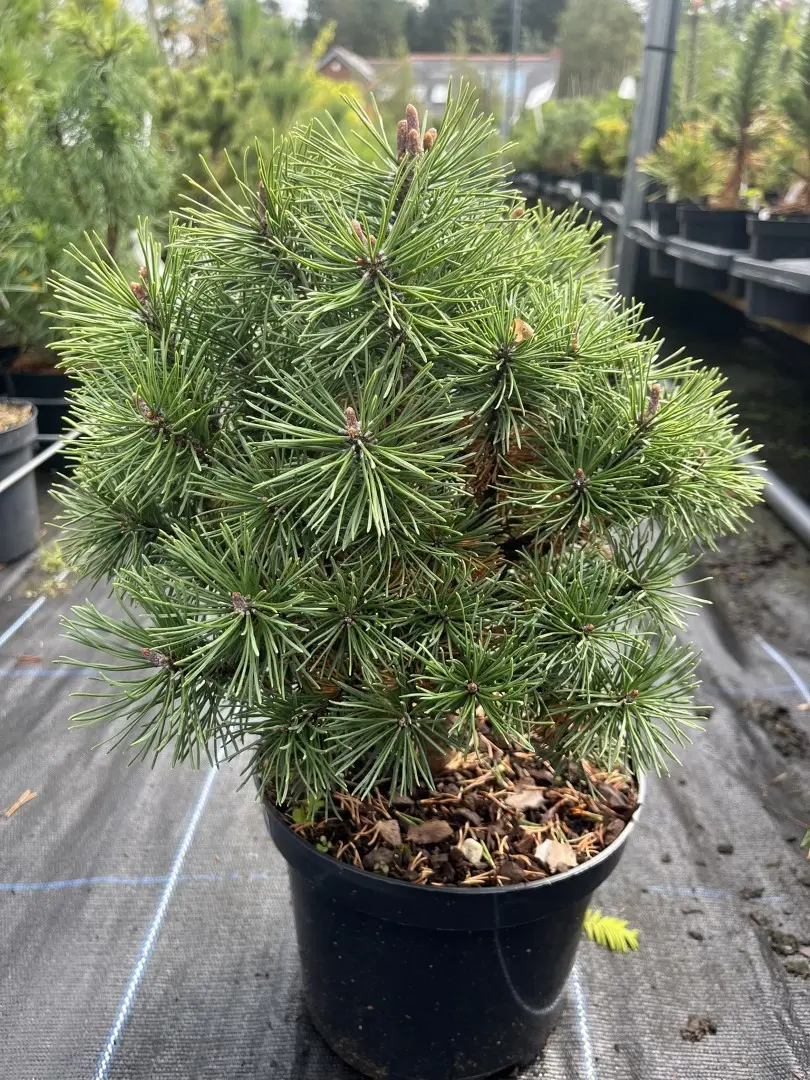 Pinus mugo - Dwarf Mountain Pine 'Mops'