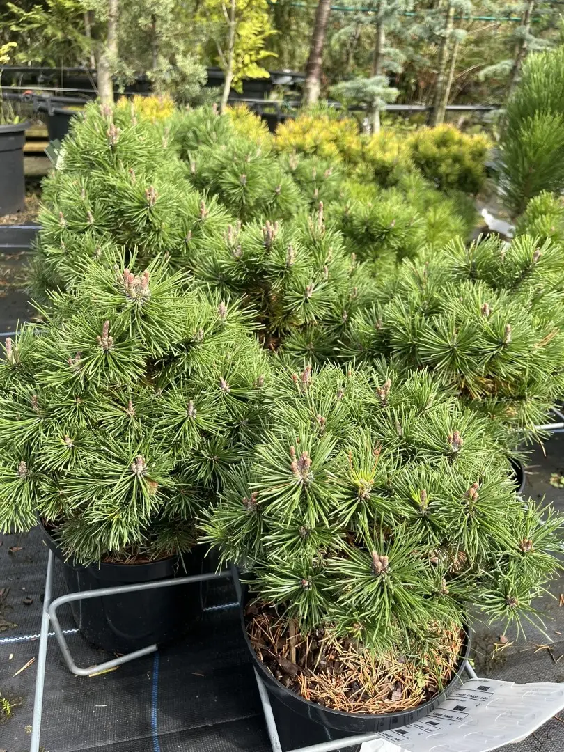 Pinus mugo - Dwarf Mountain Pine 'Mops'