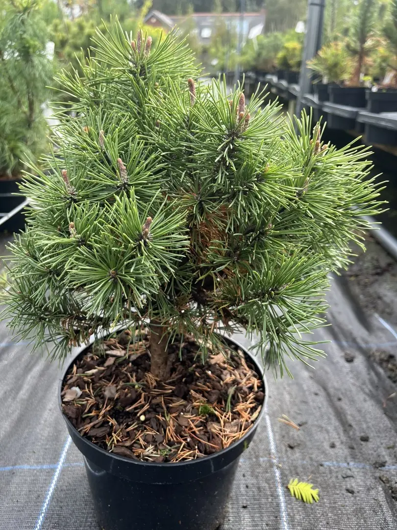 Dwarf Mountain Pine 'Mops' 20/40cm (3L) - Image 3