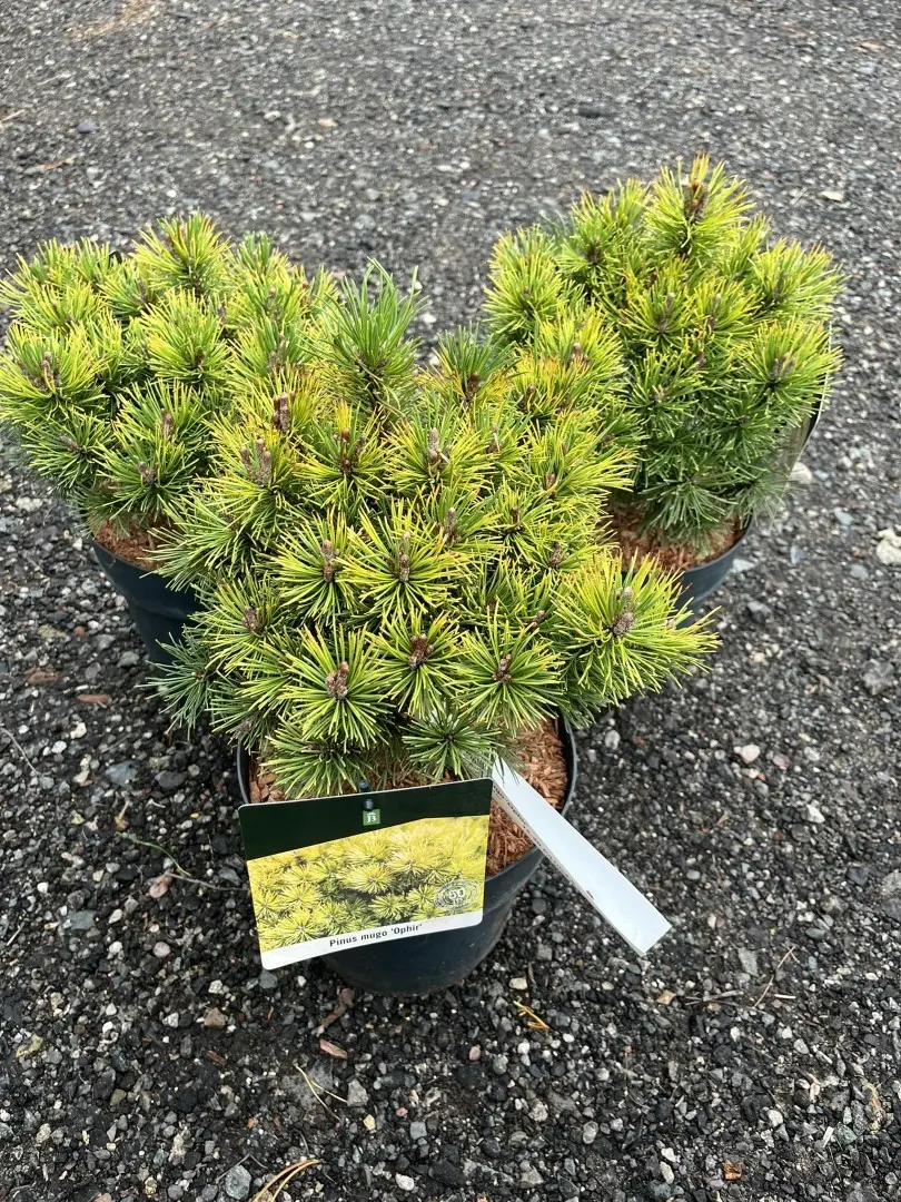 Pinus mugo - Dwarf Mountain Pine 'Ophir'