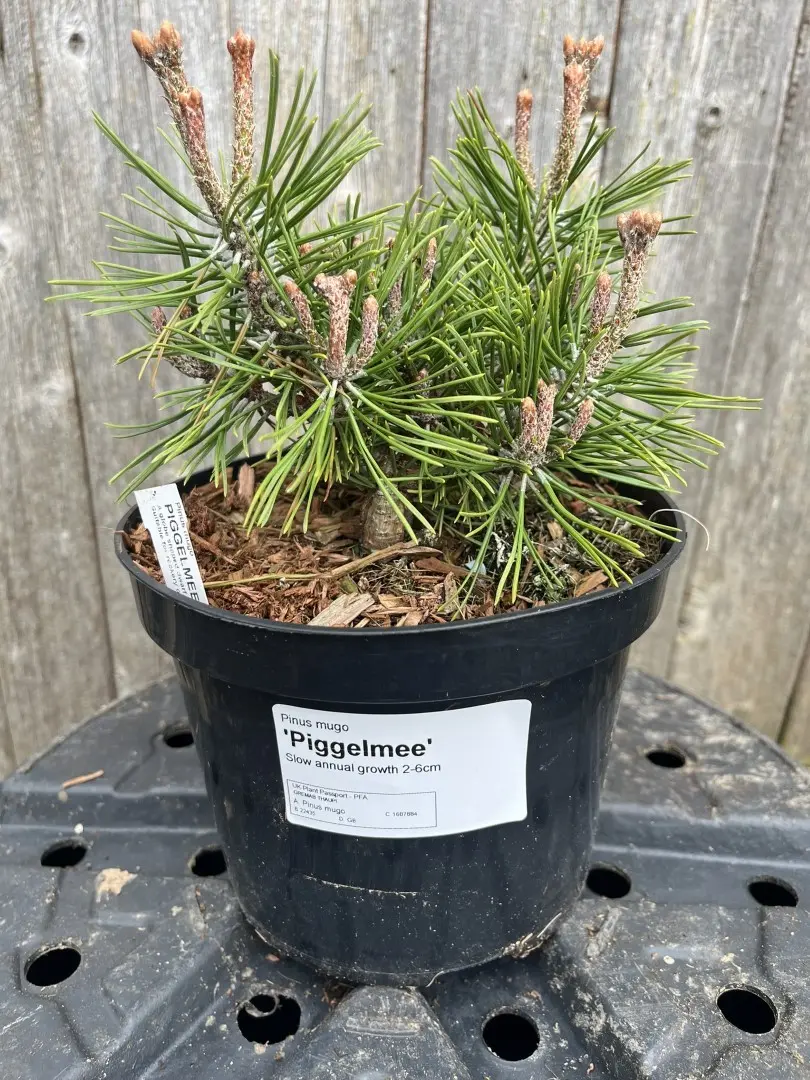 Pinus mugo - Mount Pine 'Piggelmee'