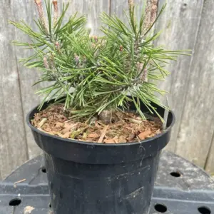 Pinus mugo - Mount Pine 'Piggelmee'