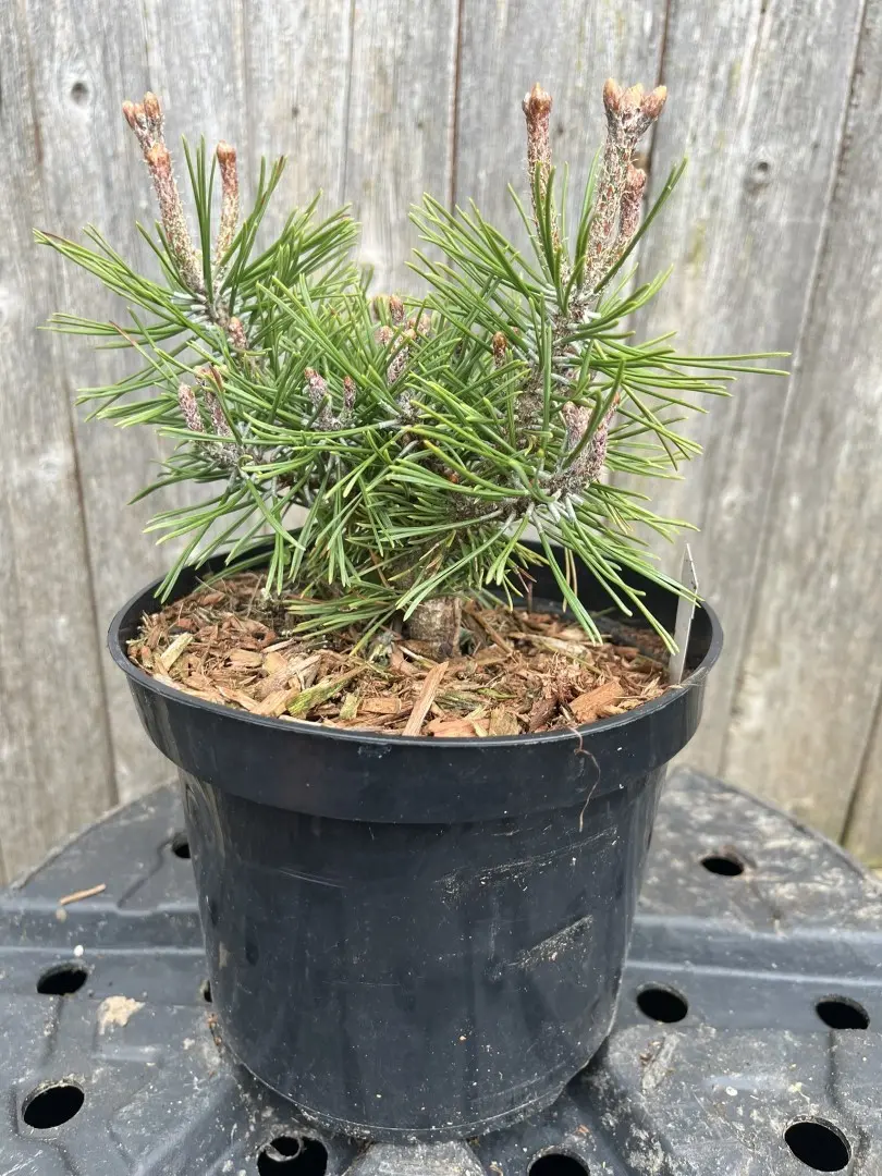 Pinus mugo - Mount Pine 'Piggelmee'