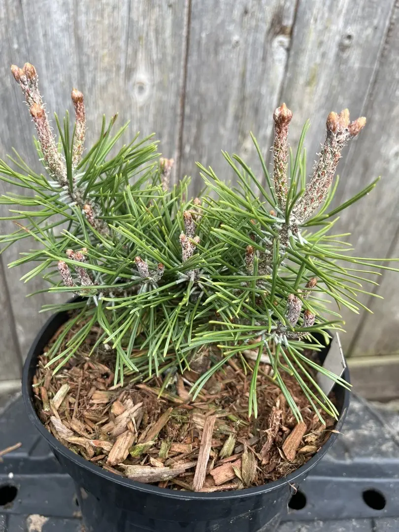 Pinus mugo - Mount Pine 'Piggelmee'