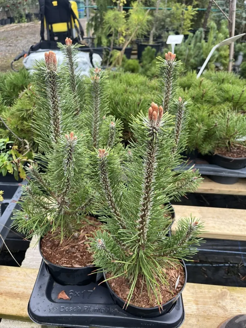 Pinus mugo - Mountain Pine 'Hoersholm'