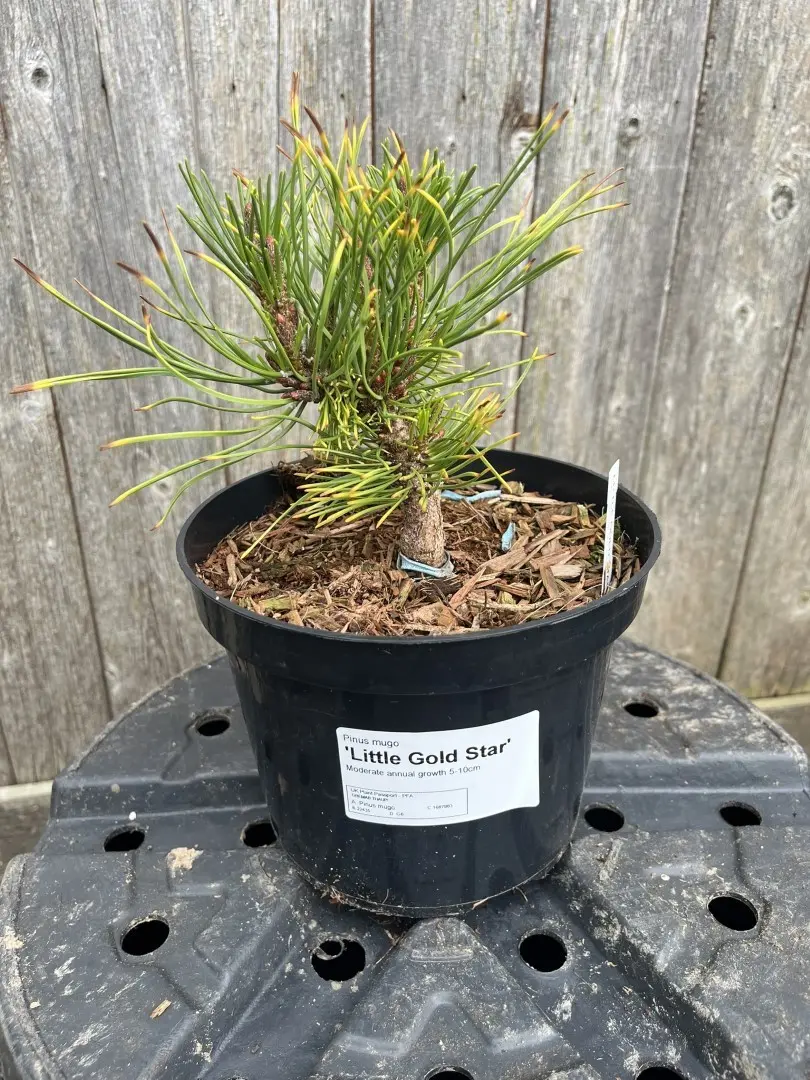 Pinus mugo - Mountain Pine 'Little Gold Star'
