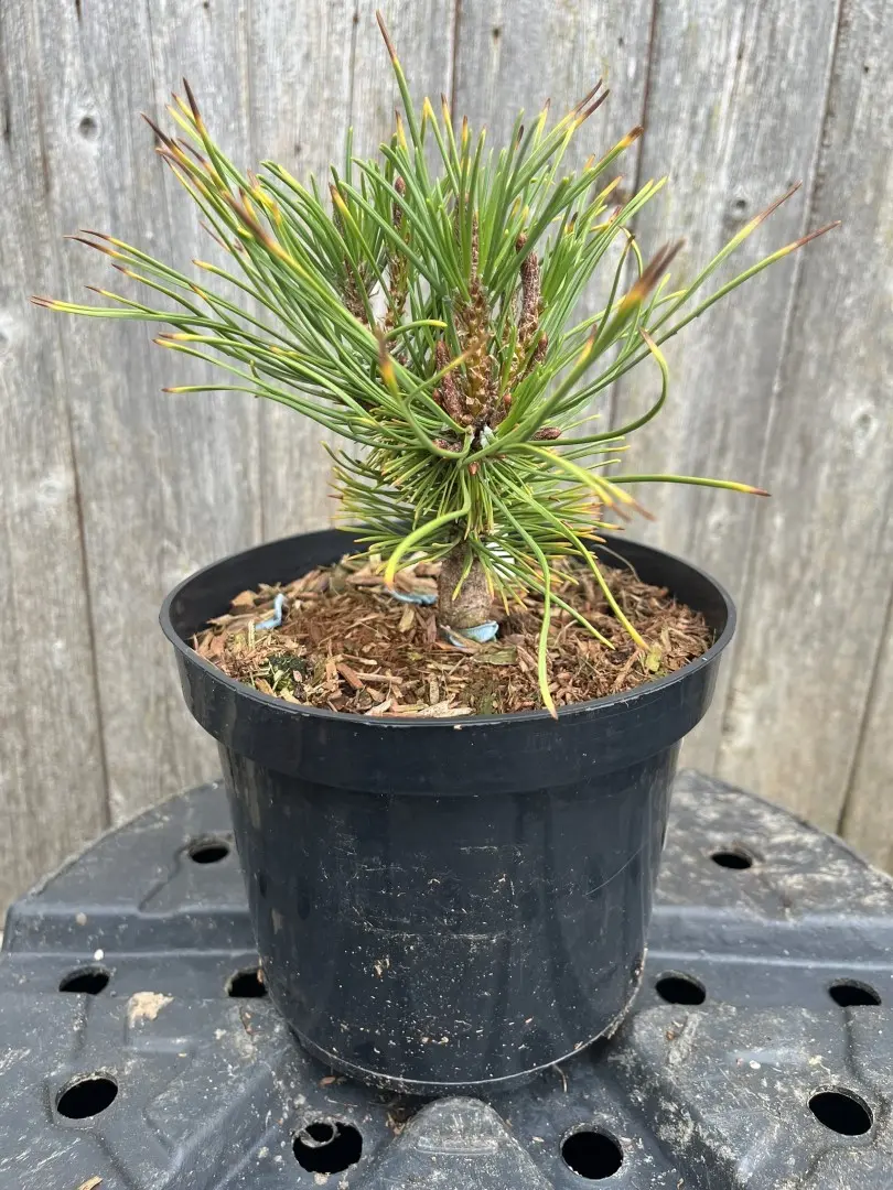 Pinus mugo - Mountain Pine 'Little Gold Star'