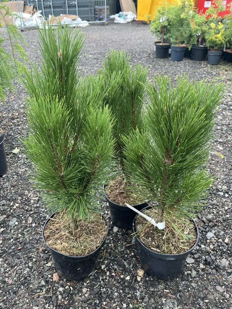 Pinus nigra -Austrian Pine 'Pyramidalis'