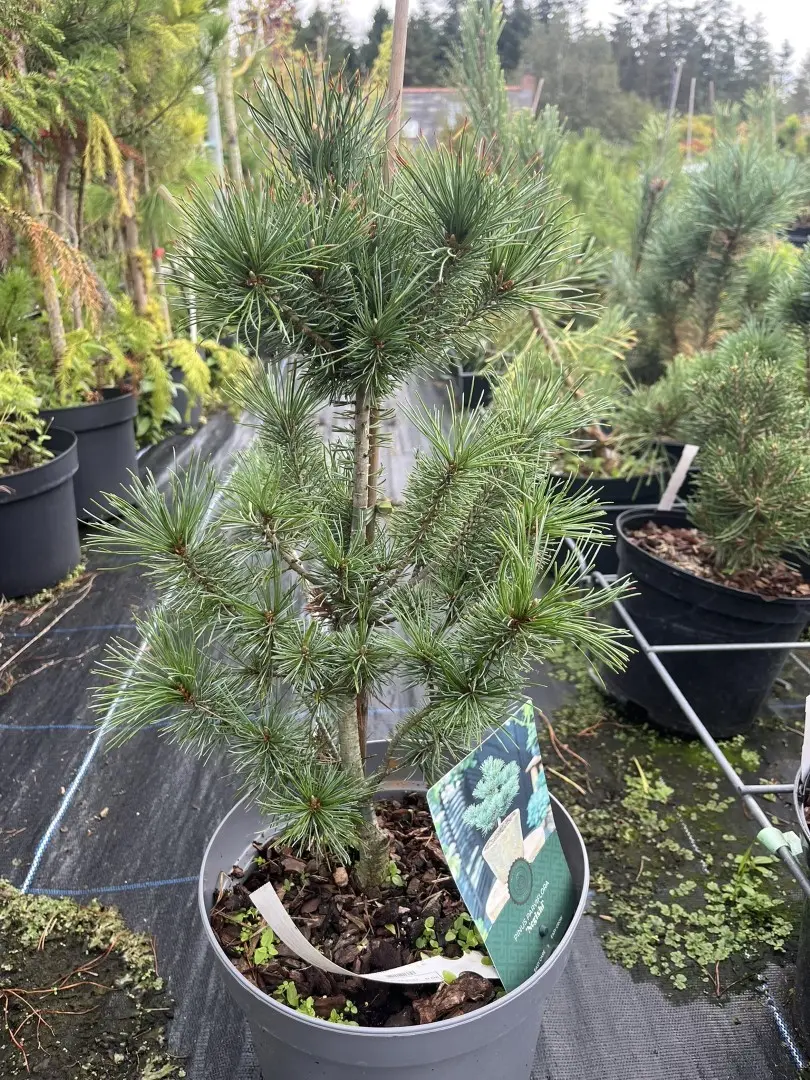 Pinus parviflora - Japanese White Pine 'Negishi'
