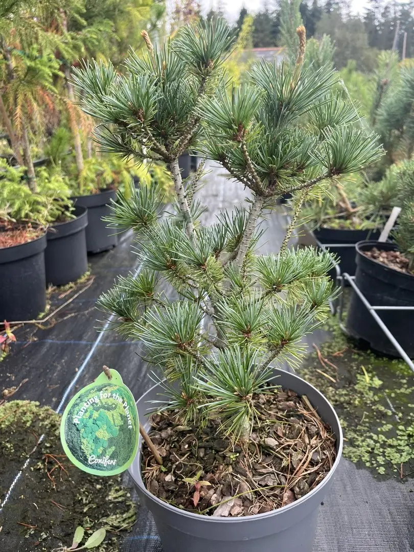 Japanese White Pine 'Negishi' 40/60cm (5L) - Image 2
