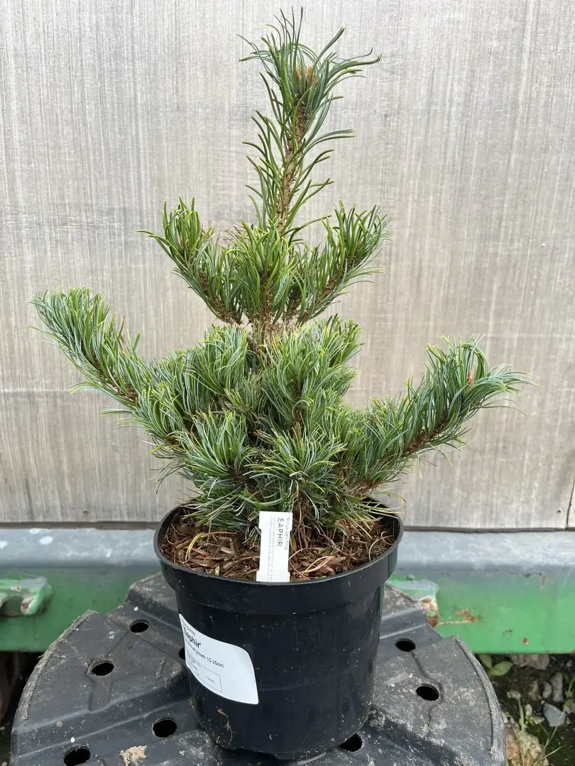 Pinus parviflora - Japanese White Pine 'Saphir'