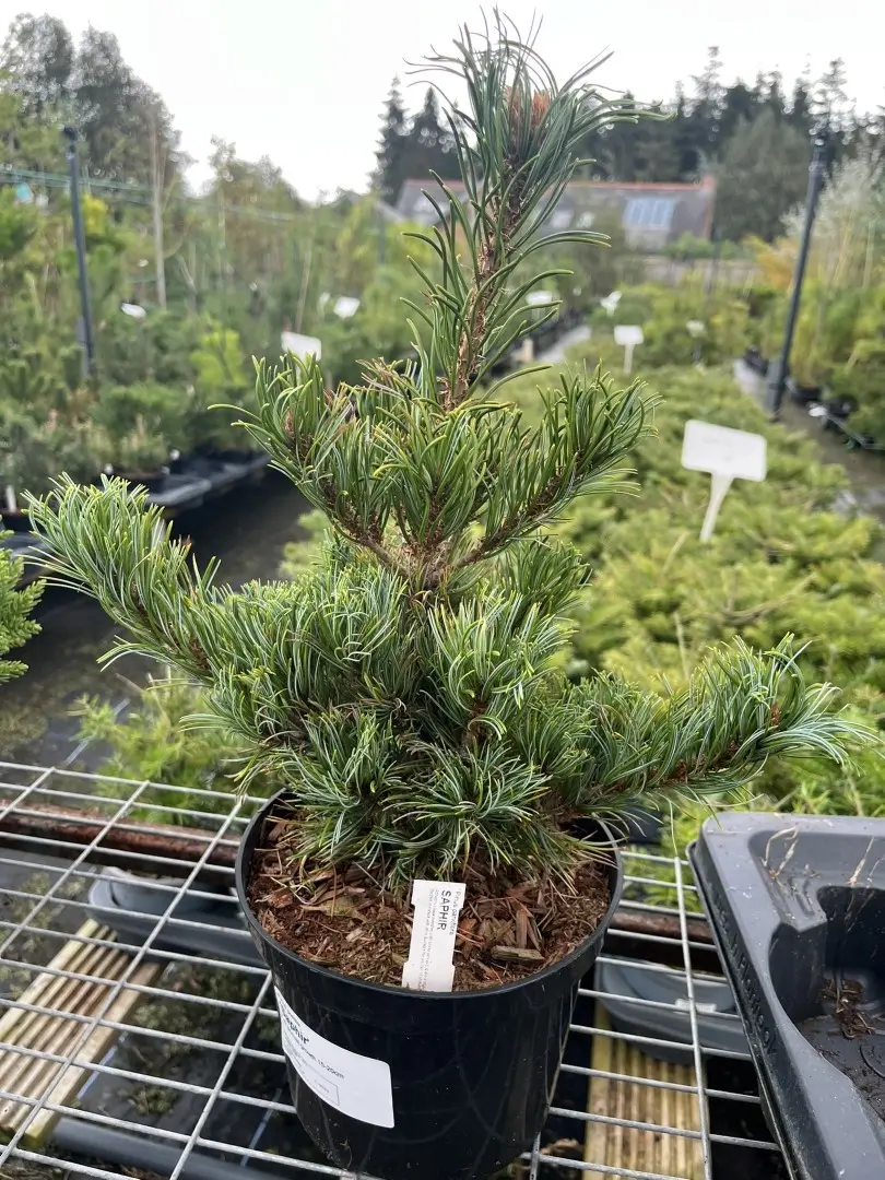 Pinus parviflora - Japanese White Pine 'Saphir'