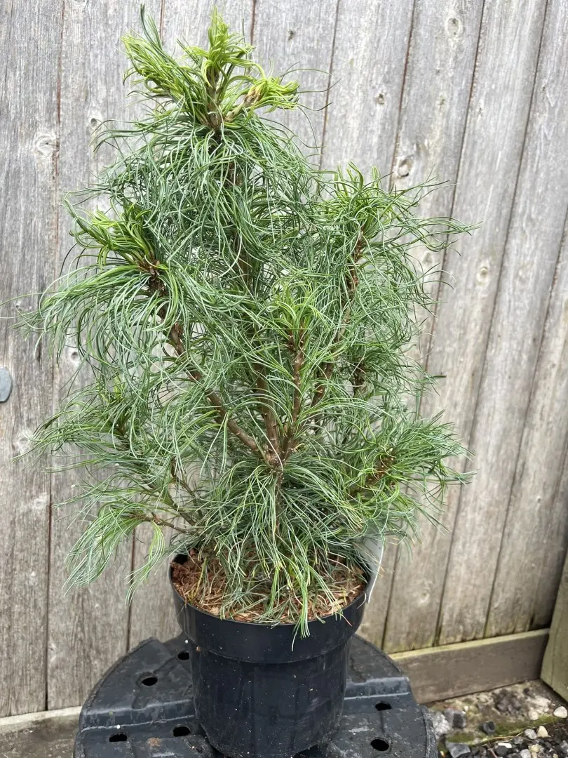 Pinus strobus - Weymouth pine 'Tiny Kurls'