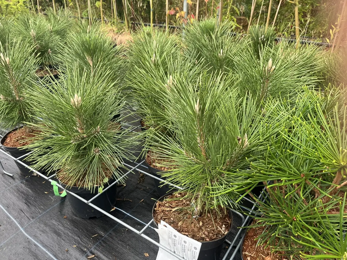 Pinus thunbergii - Japanese Black Pine 'Thunderhead'