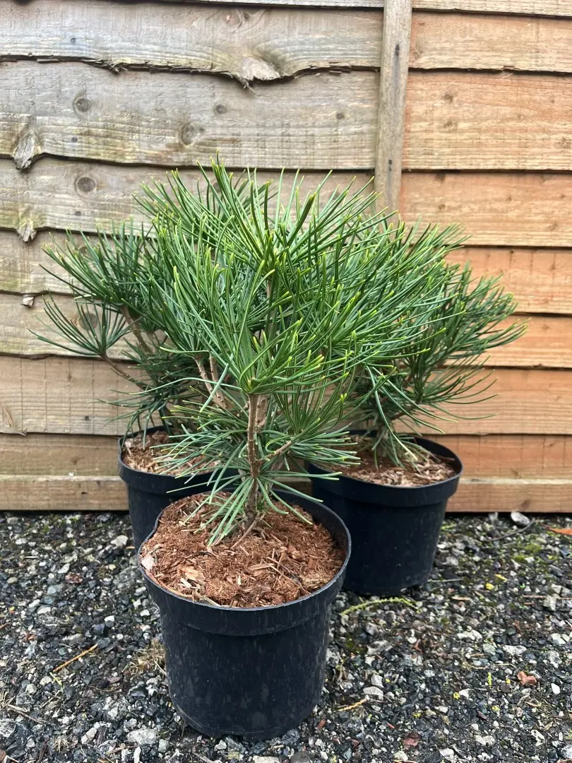 Pinus thunbergii - Japanese Black Pine 'Thunderhead'
