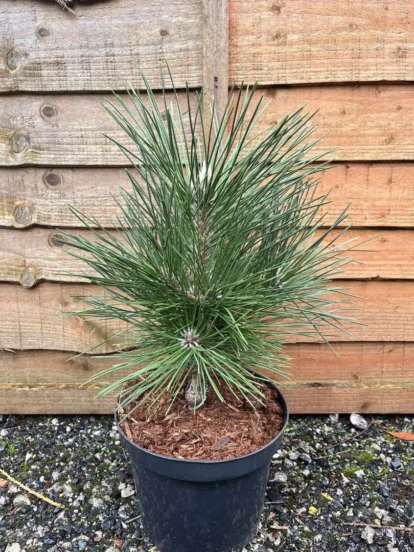 Pinus thunbergii - Japanese Black Pine 'Thunderhead'