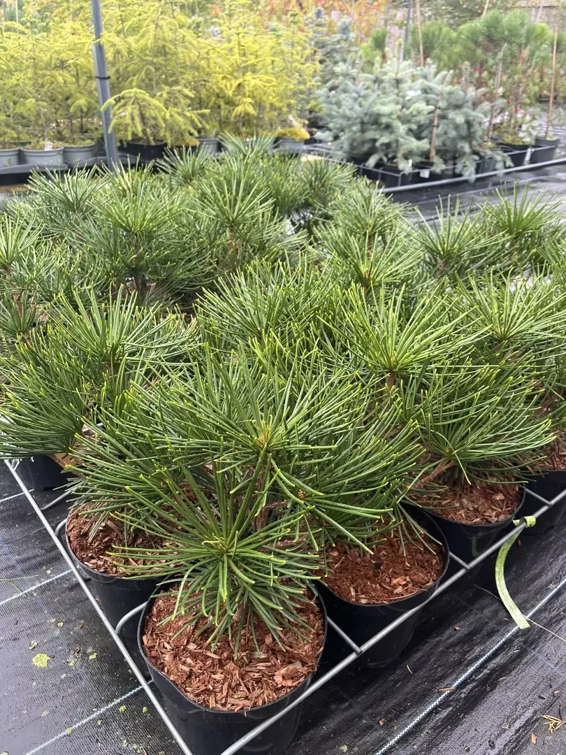 Pinus thunbergii - Japanese Black Pine 'Thunderhead'